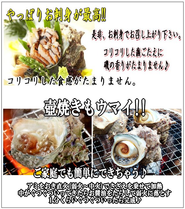 活さざえ 5kg詰め(50個程度) サザエ 栄螺 かい 貝 カイ ｜ASK sanin