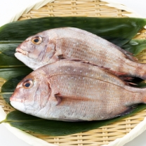 魚介類・海産物