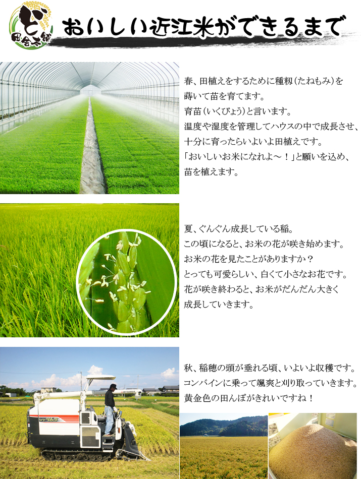 おいしい近江米ができるまで