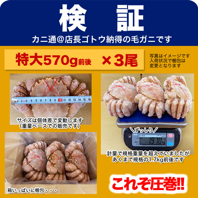 年末年始指定OK】毛ガニ 毛蟹 570g前後×3尾 特大(北海道産 けがに kegani カニ味噌 かにカニ 蟹 かに カニ)(ボイル加熱済み)｜フーズランド  北海道の通販・お取り寄せなら【ぐるすぐり】