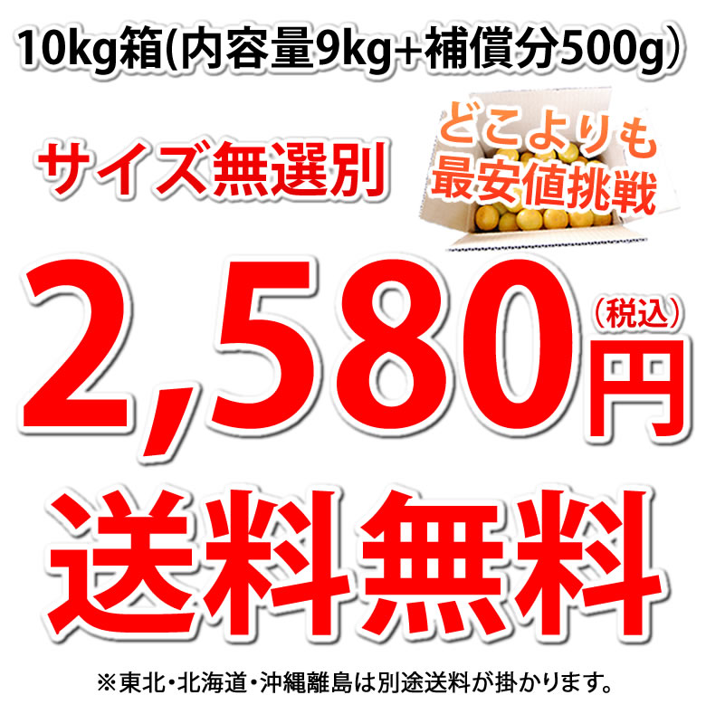 みかん 10kg 送料無料 訳あり 箱込（内容量9kg＋補償分500g) 無選別 熊本みかん 極早生みかん 早生みかん 温州みかん蜜柑 ミカン ｜Foody'sの通販・お取り寄せなら【ぐるすぐり】