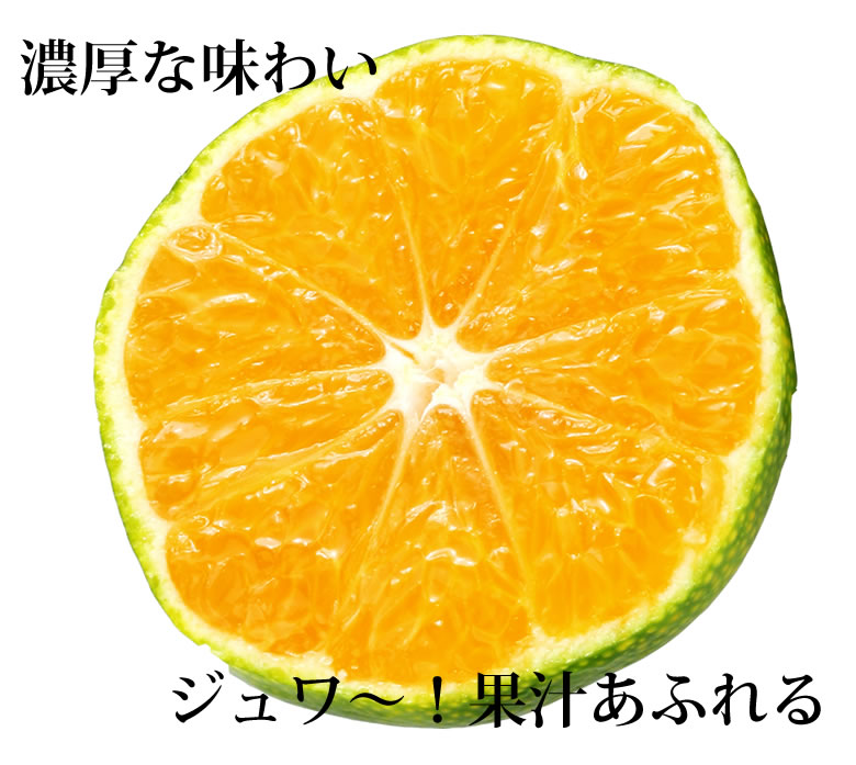 みかん 10kg 送料無料 訳あり 箱込（内容量9kg＋補償分500g) 無選別 熊本みかん 極早生みかん 早生みかん 温州みかん蜜柑 ミカン ｜Foody'sの通販・お取り寄せなら【ぐるすぐり】