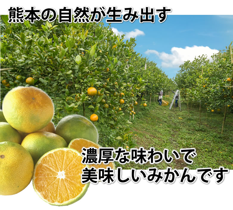 みかん 10kg 送料無料 訳あり 箱込（内容量9kg＋補償分500g) 無選別 熊本みかん 極早生みかん 早生みかん 温州みかん蜜柑 ミカン ｜Foody'sの通販・お取り寄せなら【ぐるすぐり】