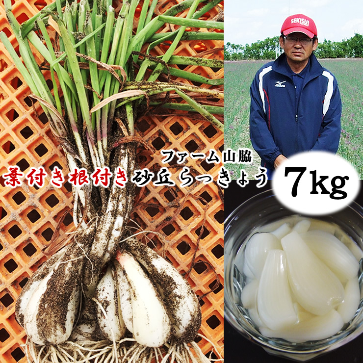 鳥取県北栄町産　砂丘らっきょう　５ｋｇ　無農薬 らっきょう 洗い 北条砂丘らっきょう 5kg 1kg×5袋 栽培期間中