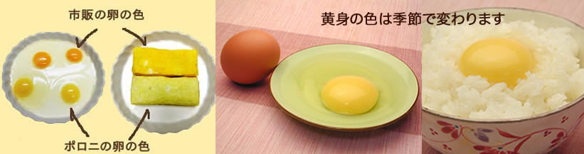 卵の黄身の色