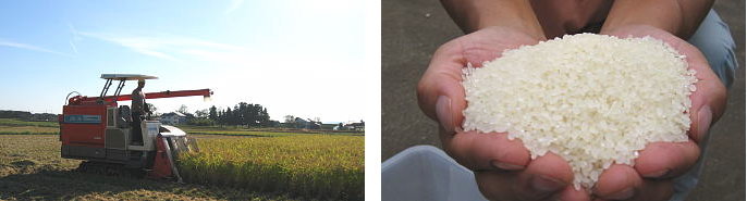 長岡産コシヒカリの収穫