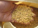 収穫された籾