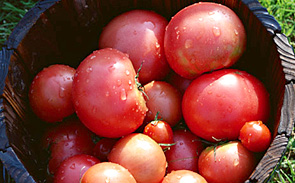 新潟津南高原産の完熟トマト