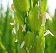 コシヒカリの花