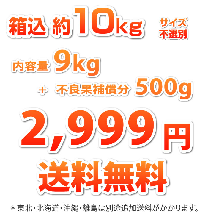 9kg2999円送料無料