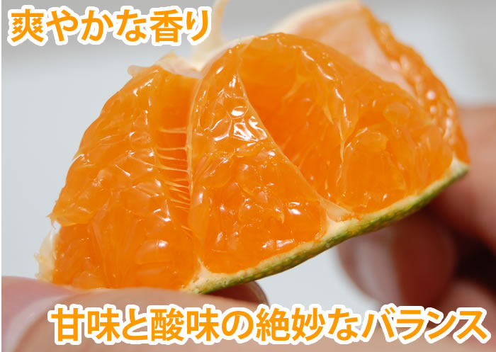 酸味と甘味の絶妙なバランス