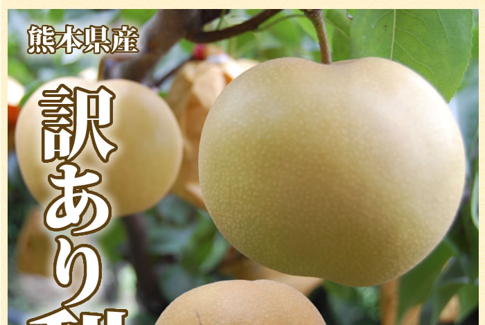 熊本県産訳あり梨