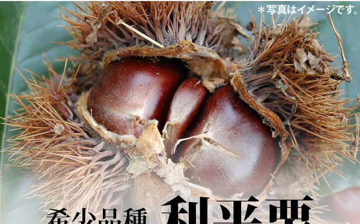 希少品種 利平栗
