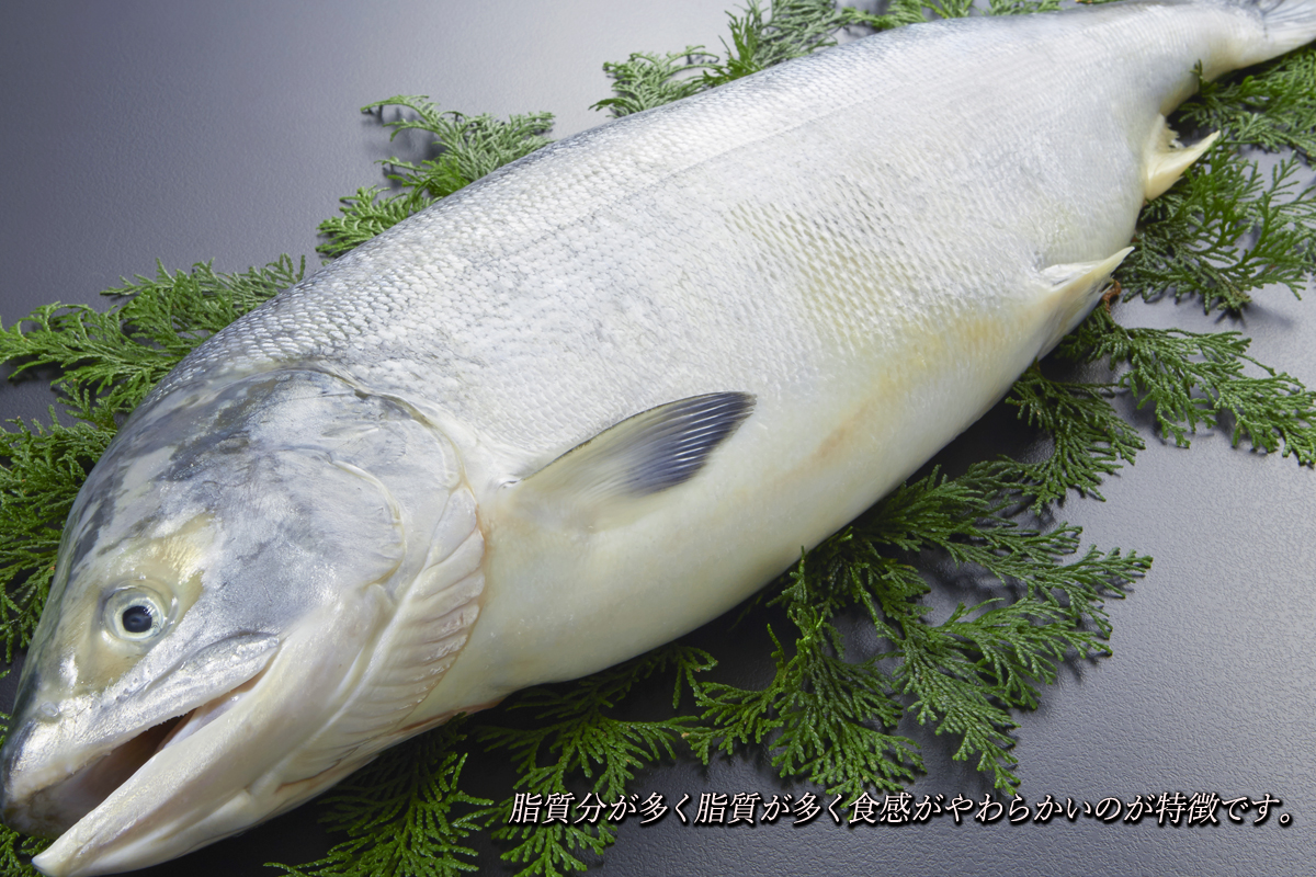 送料無料 鮭カマ 10kg 300g 34 業務用にも Gotuo ごっつお の通販 お取り寄せなら ぐるすぐり