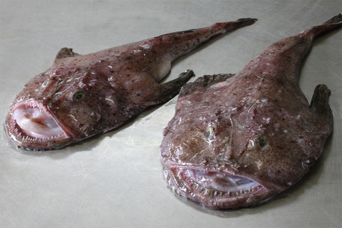 レンジで簡単 ふくとあんこうの唐揚げ詰合せ ふぐ フグ 河豚 Gotuo ごっつお の通販 お取り寄せなら ぐるすぐり