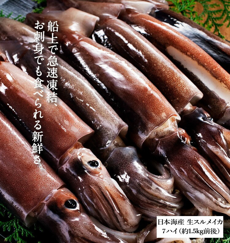 日本海産するめいか7ハイ 約1 5kg 送料無料 するめいか スルメイカ 烏賊 イカ いか ますよね 越前かに問屋 ますよねの通販 お取り寄せなら ぐるすぐり