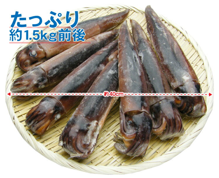 BBQにおすすめ／日本海産するめいか7ハイ(約1.5kg)【家飲み/宅飲み/送料無料/するめいか/スルメイカ/烏賊/イカ/いか/ますよね】｜越前かに問屋  ますよねの通販・お取り寄せなら【ぐるすぐり】