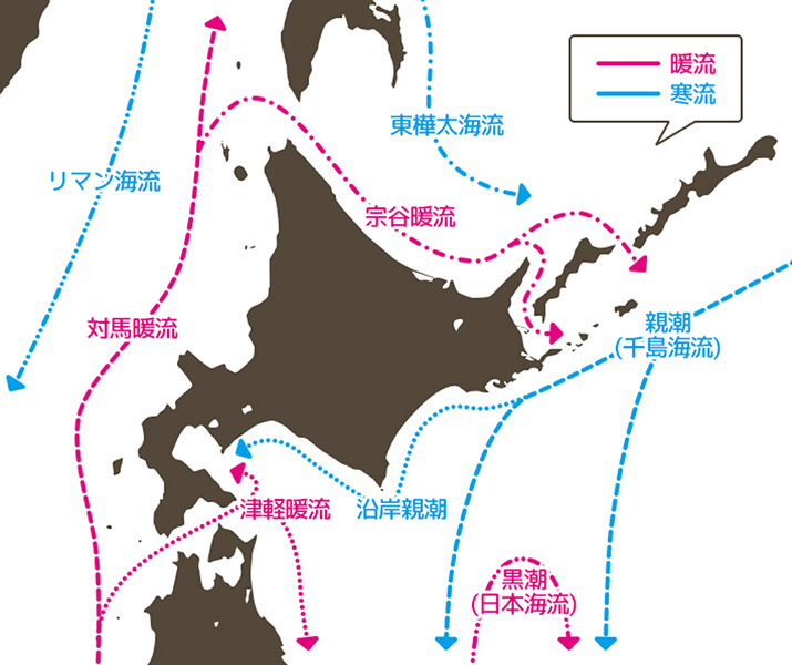 産地は「オホーツク海」日本で水揚げされるのは「北海道」のみ