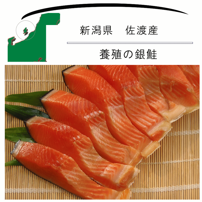 佐渡産銀鮭