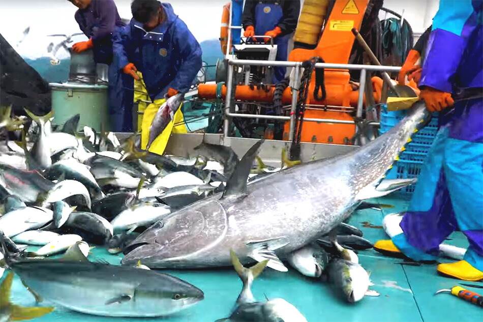 送料込 青森県産 天然本マグロ 骨付き中落ちセット 食伯楽の通販 お取り寄せなら ぐるすぐり