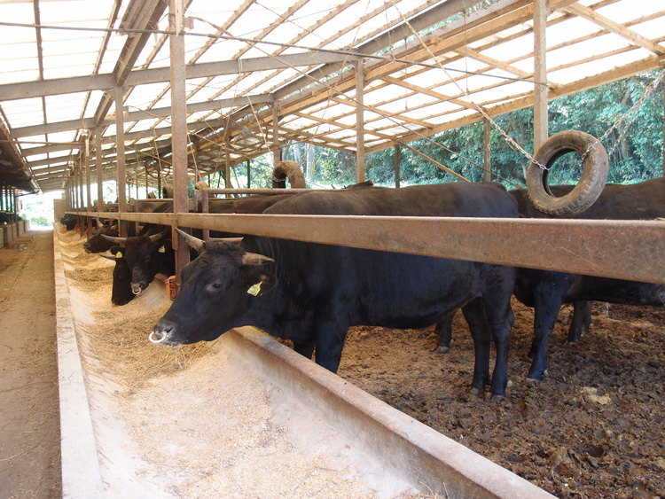 送料込 大分県ニード牧場の和牛ロース モモ肉詰合せ 各200g入り 食伯楽の通販 お取り寄せなら ぐるすぐり