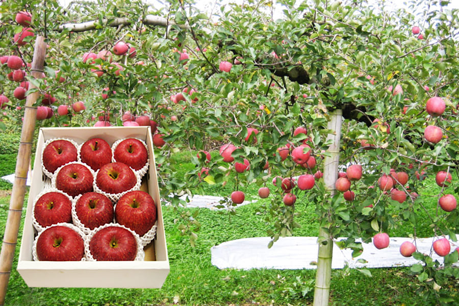堀農園の朝日町サンふじりんご