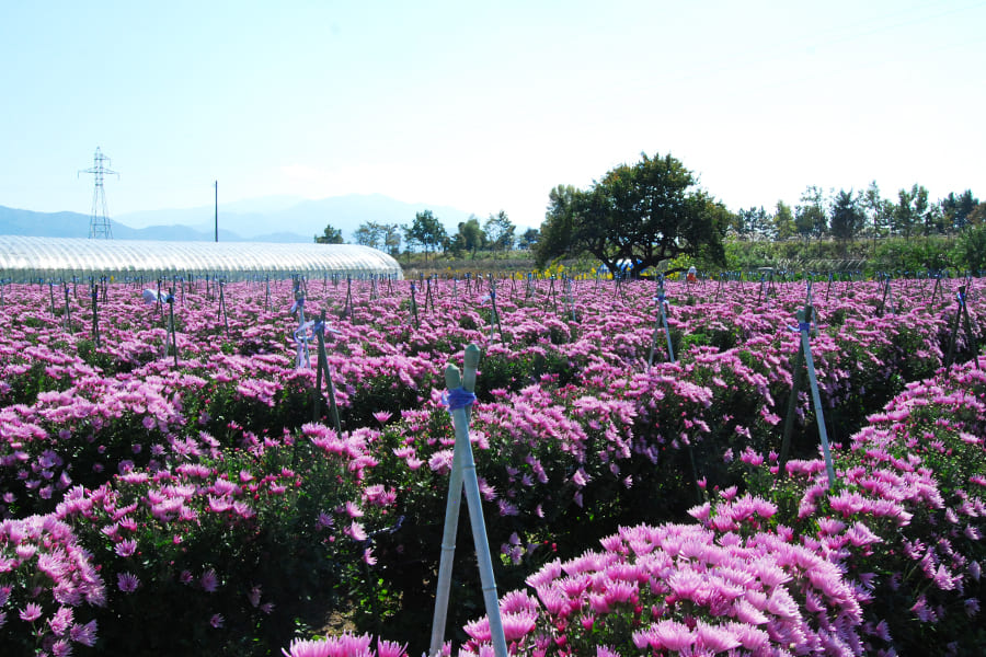 山形の食用菊(黄金色)