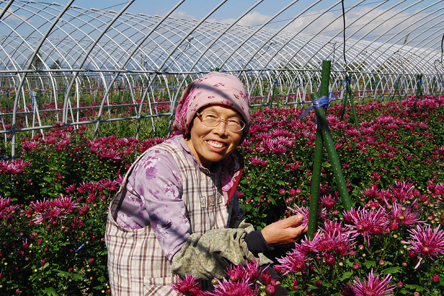 山形の食用菊(黄金色)