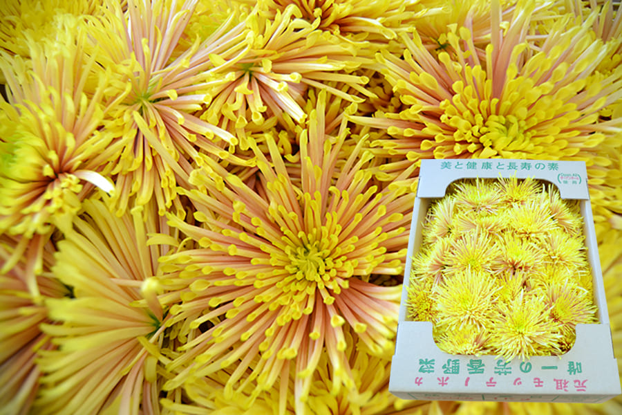 山形の食用菊(黄金色)