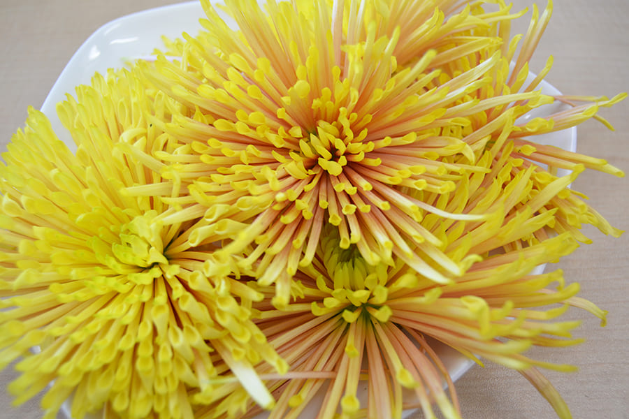 山形の食用菊(黄金色)