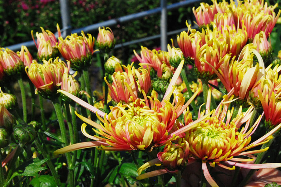 山形の食用菊(黄金色)