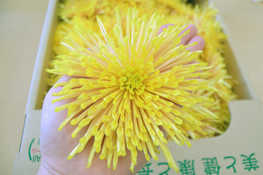 山形の食用菊(黄金色)