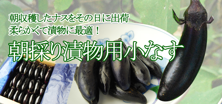 朝採り小なす1kg 3sサイズ 浅漬けの素2袋付き 箱入 山形うまいずの通販 お取り寄せなら ぐるすぐり