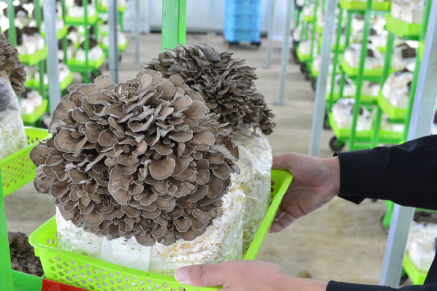 最上まいたけ／コクうま舞茸