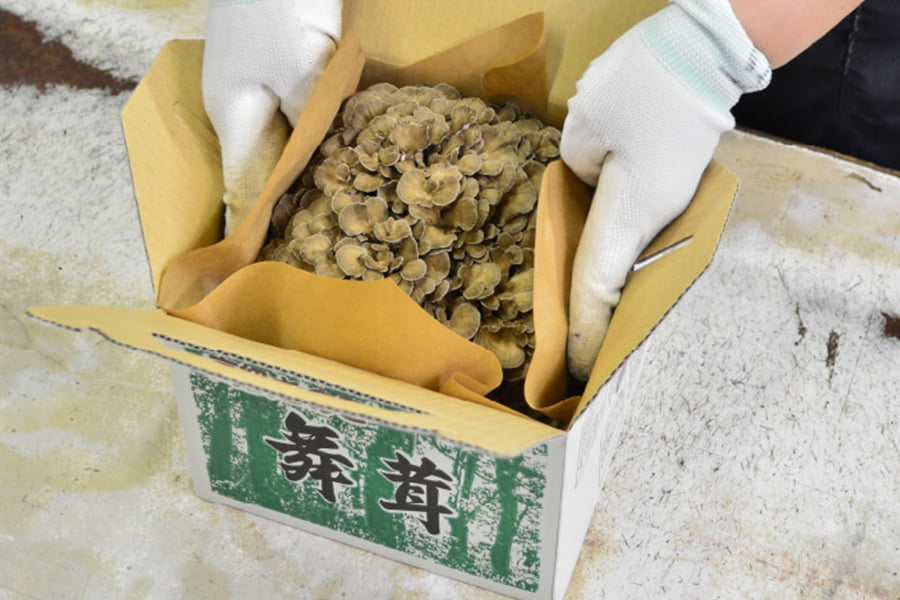 最上まいたけ／コクうま舞茸