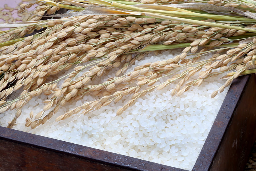 山形の米ゆうだい21