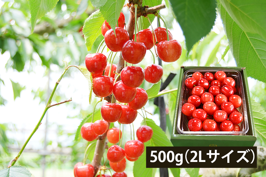 極旨さくらんぼ佐藤錦