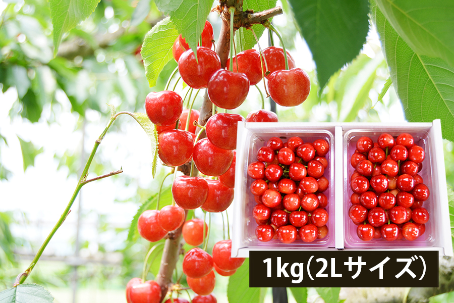 極旨さくらんぼ佐藤錦