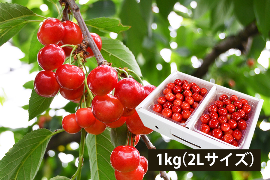 極旨さくらんぼ紅秀峰