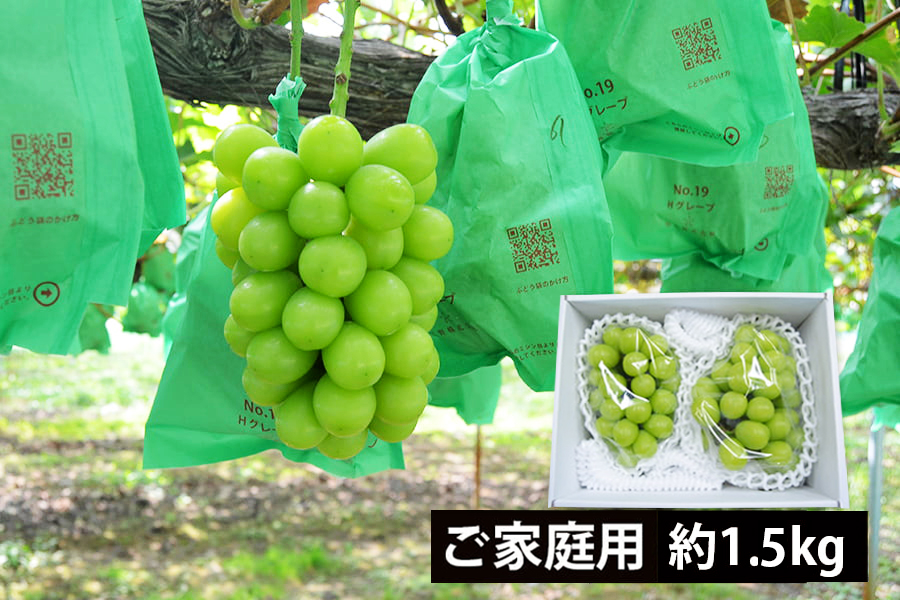 《ご家庭用》シャインマスカット約1.5kg(2房)