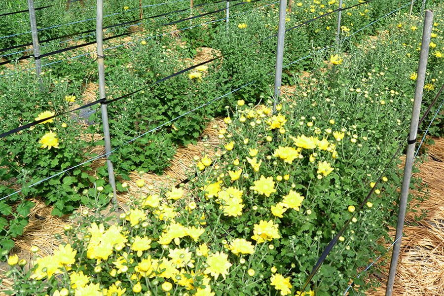 KappyFarm