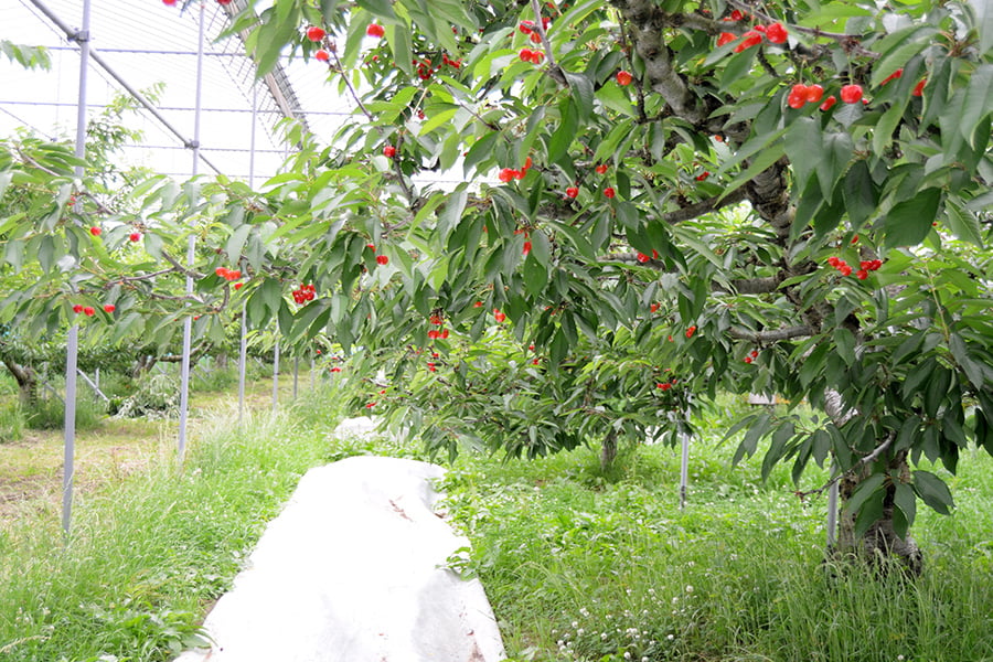 芳醇大粒さくらんぼ