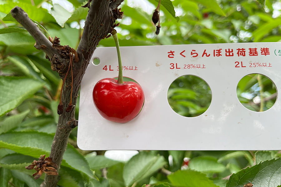 芳醇大粒さくらんぼ佐藤錦