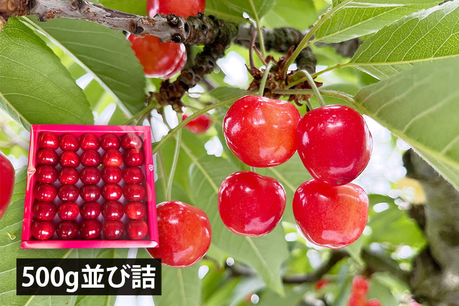 芳醇大粒芳醇さくらんぼ紅秀峰