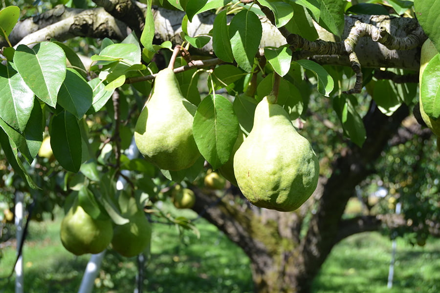 ひかり農園/洋梨シルバーベル