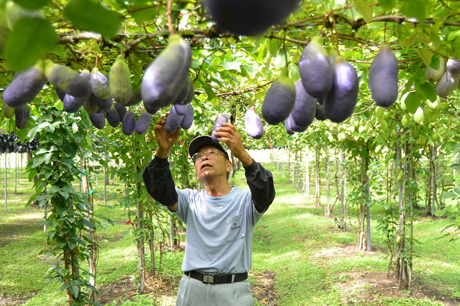 朝日町の大玉あけび約1kg(6~9玉)