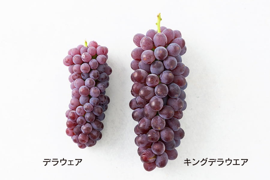 里見果樹園のぶどうキングデラ約2kg(5~10房)