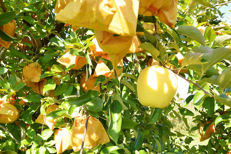 《旬果》朝日町の蜜入りりんご
