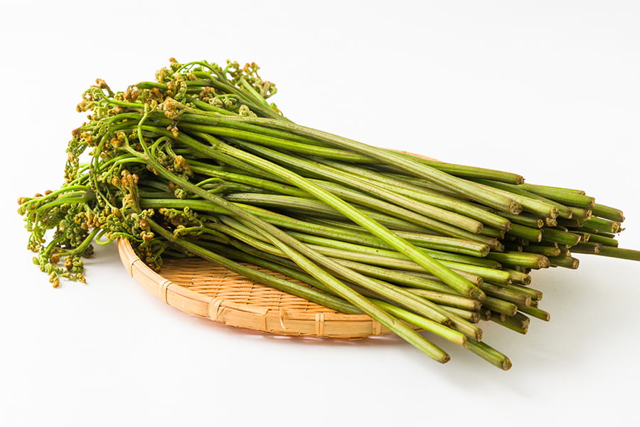 朝穫り山菜 わらび