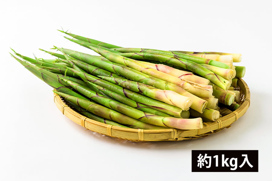 朝穫り山菜 細竹(根曲がり筍)